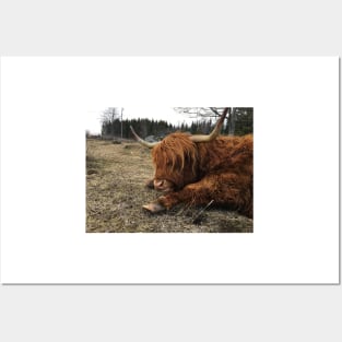 Scottish Highland Cattle Cow 2362 Posters and Art